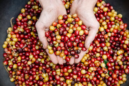 Close-up of hands holding freshly harvested coffee cherries. Vibrant and colorful.