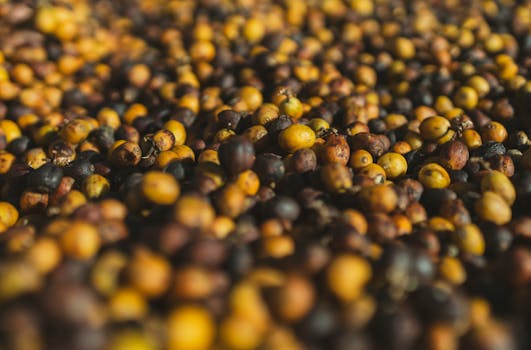 Close-up of organic coffee beans drying in the sun in Dom Viçoso, MG, Brazil, showcasing their textures.