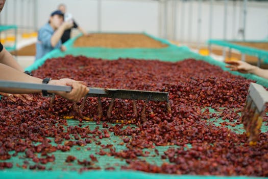 Workers processing ripe robusta coffee cherries in Lâm Đồng, Vietnam.