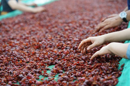 Workers sort ripe coffee cherries on a farm in Lâm Đồng, Vietnam, showcasing traditional harvesting methods.